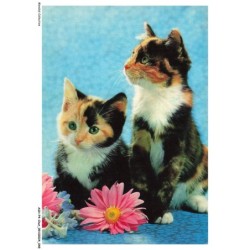 ASHP4-0224-CHAT - DEUX CHATONS ET FLEURS
