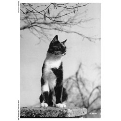 ASHP4-0244-CHAT - CHAT ASSIS SUR UN MUR