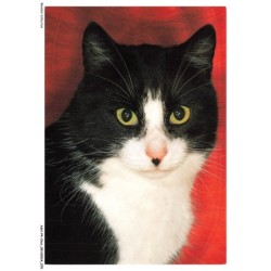 ASHP4-0235-CHAT - PORTRAIT D'UN CHAT NOIR-BLANC