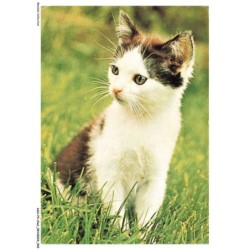 ASHP4-0221-CHAT - CHATON DANS L'HERBE