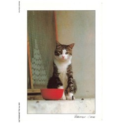 ASHP4-0236-CHAT - CHAT ASSIS PRES D'UN PLAT ROUGE