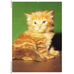 ASHP4-0230-CHAT - CHATON GRIS COUCHE