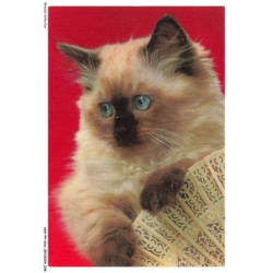 ASHP4-0219-CHAT - CHAT PERSAN BLANC