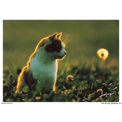 ASHP5-0275-CHAT - GENTILS MATOUS ASSIS DANS LES HERBES