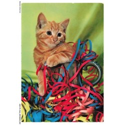 ASHP4-0216-CHAT - CHAT DANS UN POT ENTOURE DE FIL BLEU-ROUGE-JAUNE