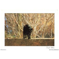 ASHP4-0246-CHAT - CHAT NOIR QUI S'ETIRE SUR UN MUR