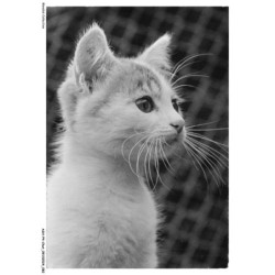 ASHP4-0241-CHAT - PORTRAIT D'UN CHATON BLANC