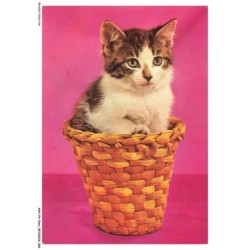 ASHP4-0233-CHAT - CHAT DANS UN PANIER
