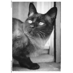 ASHP4-0237-CHAT - UN CHAT NOIR
