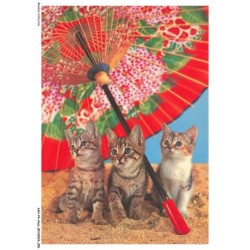 ASHP4-0228-CHAT - TROIS CHATONS SOUS UN PARAPLUIE ROUGE
