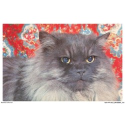 ASHP4-0255-CHAT - CHAT PERSAN BLEU