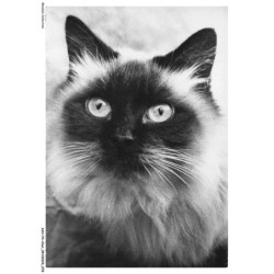 ASHP4-0239-CHAT - CHAT SACRE DE BIRMANIE