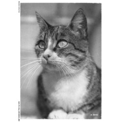 ASHP4-0240-CHAT - CHAT COUCHE LES PATTES SOUS LA POITRINE