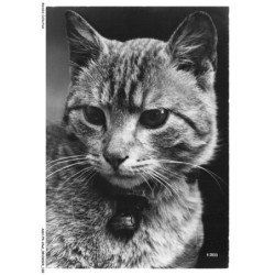 ASHP4-0251-CHAT - PORTRAIT D'UN CHAT AVEC UNE CLOCHETTE AU COU