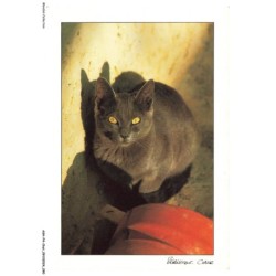 ASHP4-0245-CHAT - CHAT NOIR PRES D'UN MUR ET UN OBJET ROUGE