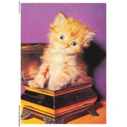 ASHP4-0229-CHAT - CHATON DANS UNE BOITE