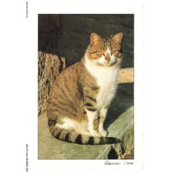 ASHP4-0247-CHAT - CHAT ASSIS LA QUEUE EN AVANT