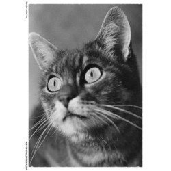 ASHP4-0242-CHAT - PORTRAIT D'UN CHAT