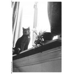 ASHP4-0234-CHAT - CHAT NOIR PRES D'UNE FENETRE ET UN POT DE FLEURS