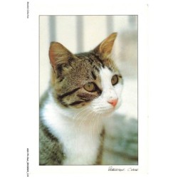 ASHP4-0257-CHAT - PORTRAIT D'UN CHAT GRIS-BLANC