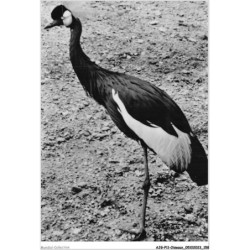 AJGP11-1023 - OISEAUX - GRUE COURONNEE