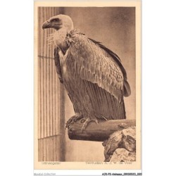 AJKP2-0124 - ANIMAUX - GÄNSEGEIER