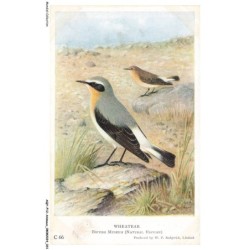AQYP12-0726-ANIMAUX - British museum - Oiseau - Wheatear