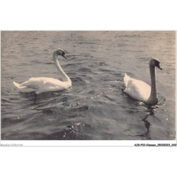 AJGP10-0864 - OISEAUX - AIX-LES-BAINS - LE LAC DU BOURGET - LES CYGNES