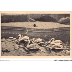 AJKP2-0135 - ANIMAUX - LES PELICANS ET L'ILE AUX GIBBONS