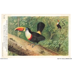 AQYP12-0728-ANIMAUX - British museum - Oiseau - Red-billed toucan