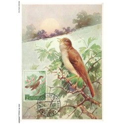 AOAP8-0567-ANIMAUX - rossignol