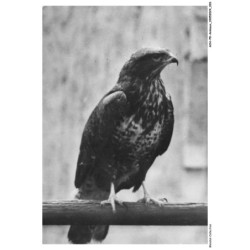 AOAP8-0580-ANIMAUX - buse