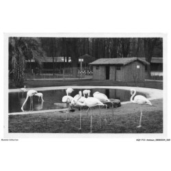 AQYP12-0745-ANIMAUX - Parc zoologique du bois de vincennes - Oiseaux - Flamants roses au bord du lac