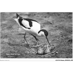 AJGP10-0891 - OISEAUX - TEXEL - KLUUT BIJ NEST