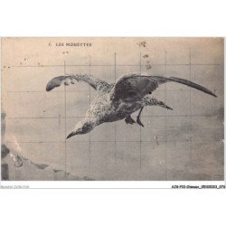 AJGP10-0881 - OISEAUX - LES MOUETTES
