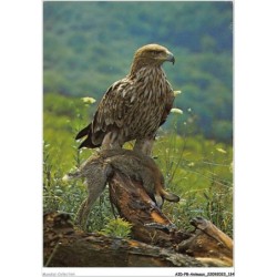 AIDP8-ANIMAUX-0750 - aigle
