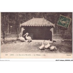 AIDP7-ANIMAUX-0666 - lyon - le parc de la tête d'or - les pélicans