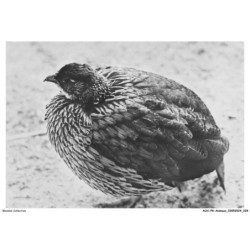 AOAP8-0581-ANIMAUX - francolin de erckel - erythrée