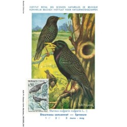 AUXP1-0010-OISEAUX-CARTE-MAXIMUM - ETOURNEAU SANSSONNET - SPREEUW - Institut royal des sciences naturelles de belgique