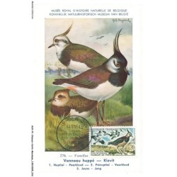 AUXP1-0009-OISEAUX-CARTE-MAXIMUM - VANNEAU HUPPE - KIEVIT - Musée royal d'histoire naturelle de belgique