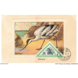AUXP1-0021-OISEAUX-CARTE-MAXIMUM - AVOCETTE