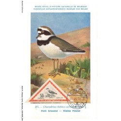 AUXP1-0018-OISEAUX-CARTE-MAXIMUM - PETIT GRAVELOT - KLEINE PLEVIER - Musée royal d'histoire naturelle de belgique