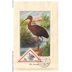 AUXP1-0019-OISEAUX-CARTE-MAXIMUM - IBIS FALCINELLE