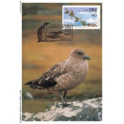 AUXP1-0037-OISEAUX-CARTE-MAXIMUM - SKUA SUBANTARCTIQUE