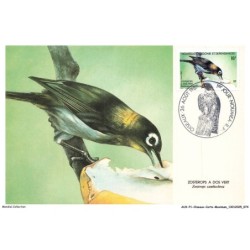 AUXP1-0038-OISEAUX-CARTE-MAXIMUM - ZOSTEROPS A DOS VERT