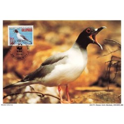 AUXP1-0035-OISEAUX-CARTE-MAXIMUM - SWALLOW-TAILED GULL