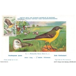 AUXP1-0016-OISEAUX-CARTE-MAXIMUM - HOCHEQUEUE JAUNE - Institut royal des sciences naturelles de belgique