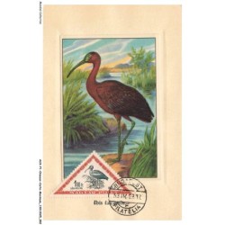 AUXP1-0002-OISEAUX-CARTE-MAXIMUM - IBIS FALCINELLE