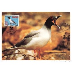 AUXP1-0042-OISEAUX-CARTE-MAXIMUM - SWALLOW-TAILED GULL