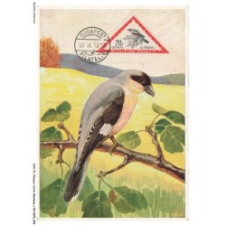 AUXP1-0025-OISEAUX-CARTE-MAXIMUM - FORLUTON - GROS RENEGAT